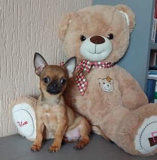 I Guardiani di OSHUN