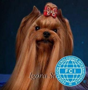 Igora Stars 