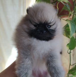 Iz Doliny Elfov