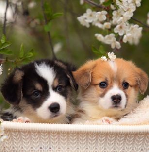 Из Дома Купидона 