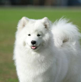 Iz doma Philatovykh