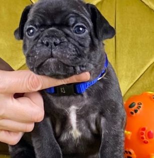 Из дома семи бульдогов