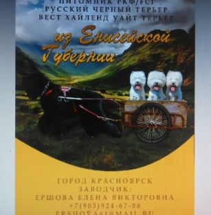 Из Енисейской Губернии 