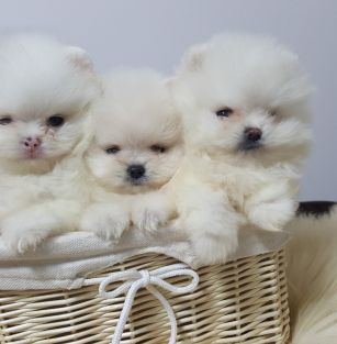 iz korolevstva grioz