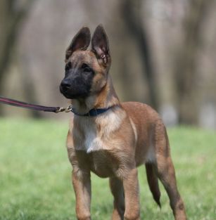 iz roda kimmeriyskih psov