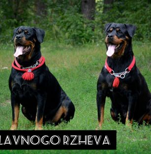 ИЗ СЛАВНОГО РЖЕВА 