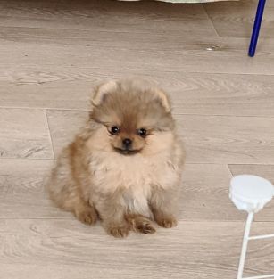 Iz sozvezdia Kara mia