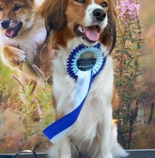 Karuzela Uśmiechu FCI