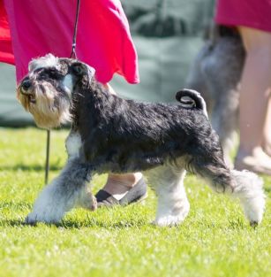 Kaszubski Brodacz FCI