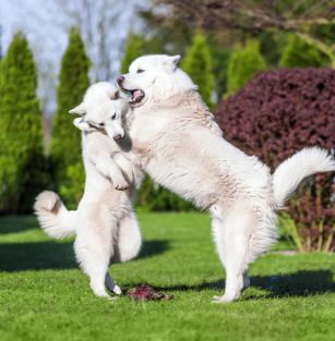 KATZEBUE FCI nr1221/16 Zwiazek Kinologiczny w Polsce