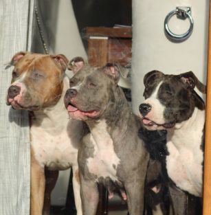 Kingdom of Silence FCI 