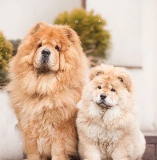 Kings of Chinese Recon