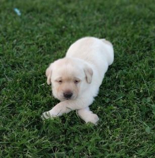 Klobuckie Szczescie.