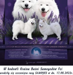 Kraina Baśni Samoyedów