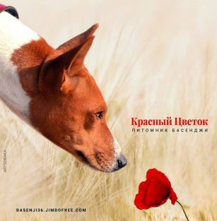 Krasnyi Tsvetok