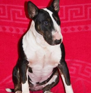 KRIVBASS GOLDEN BULLS