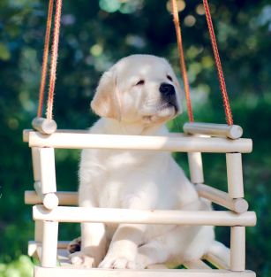 Księżycowy Sen FCI