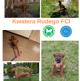Kwatera Rudego FCI ZKwP