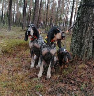 l'amas Azur de l'enclave Sauvage FCI