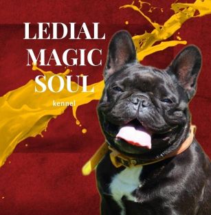 Ledial Magic Soul