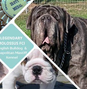 Legendary Molossus ( FCI)