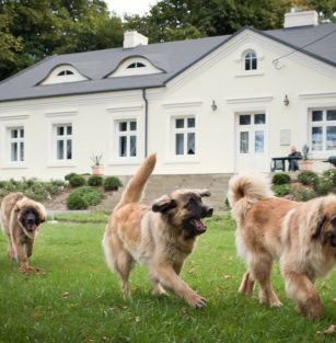 LEONBERGERS FROM DURAKIEWICZ