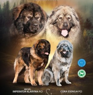 LEŚNY NIEDŹWIEDŹ FCI