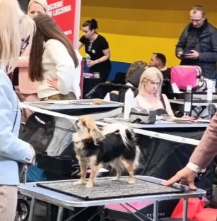 Lille Diamant FCI ZKwP Kalisz 