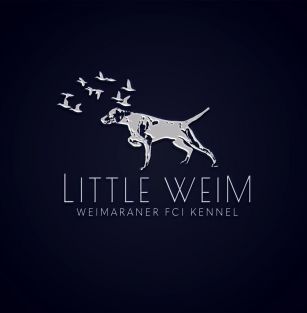 Little Weim FCI 