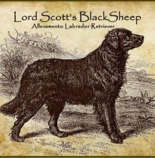 Lord Scott's BlackSheep