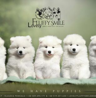 Lovely Fluffy Smile (FCI)