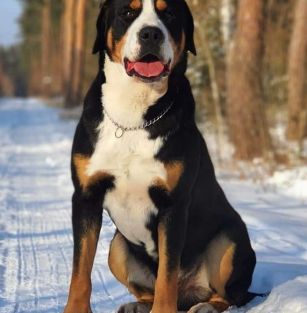 Lucky First Family FCI