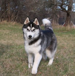 Madelene Kvarnström