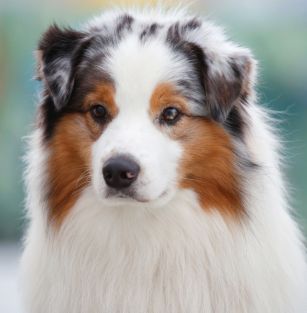 Magical Tale Of Dragons