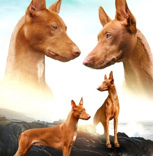 MALTAŃSKA MAGIA FCI 