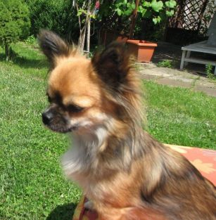 Mały Meksykanin FCI