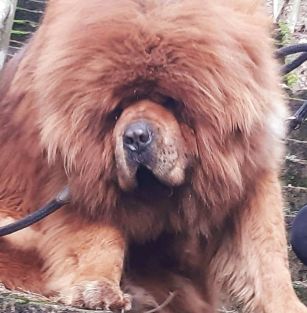 MastifowyOgród Zkwp Fci