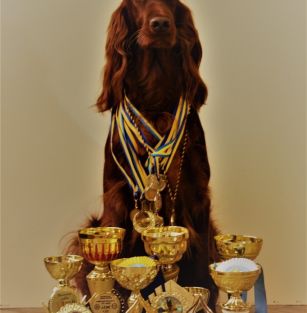 Melody of Emerald Island