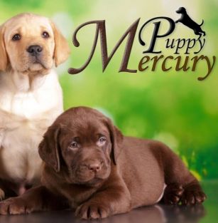 Mercury Puppy