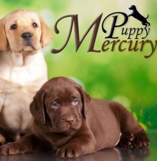 Mercury Puppy