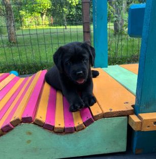 Merdające Szczęście FCI