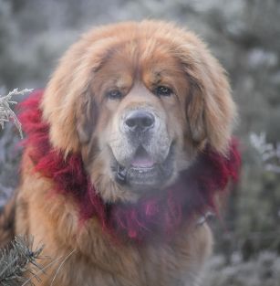 Mi-Tsang Tibetan Mastiff FCI Kennel 