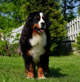 Milowy Zawrót Głowy FCI