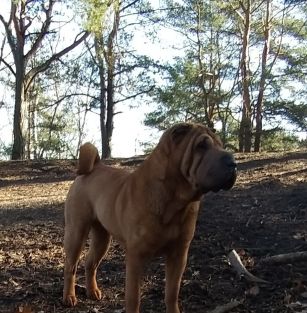 Molosy Dobrońskie FCI 