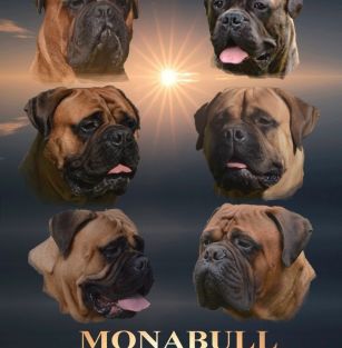 Monabull Bullmastiffs