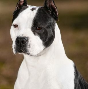 My Heart To My Life Staff