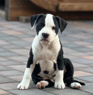 My Heart To My Life Staff FCI