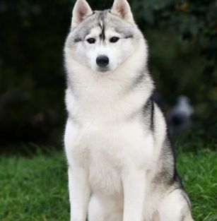 NATTI HUSKY