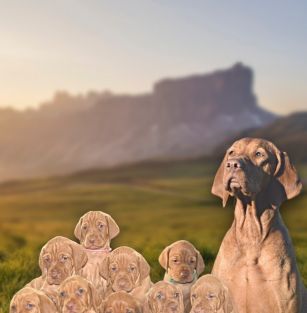 Nerium House Kennel FCI (Romania)