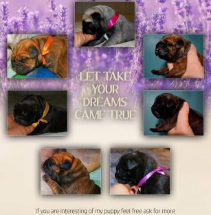 Nestor Notabilis FCI